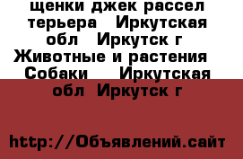 щенки джек рассел терьера - Иркутская обл., Иркутск г. Животные и растения » Собаки   . Иркутская обл.,Иркутск г.